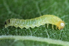 Euura leucapsis