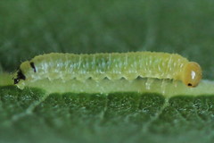 Euura leucapsis
