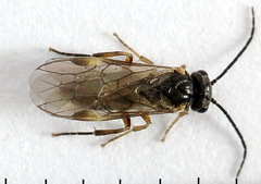 Euura leucapsis