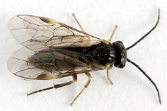 Euura leucapsis