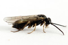 Euura leucapsis