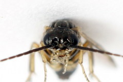 Euura leucapsis