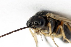 Euura leucapsis