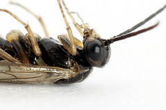 Euura leucapsis
