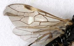 Euura leucapsis