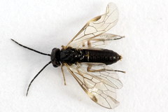 Euura leucapsis