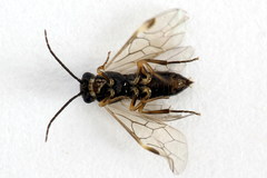 Euura leucapsis