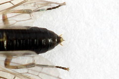 Euura leucapsis