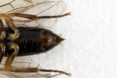 Euura leucapsis