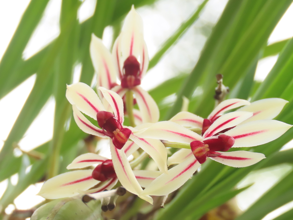 Cymbidium dayanum