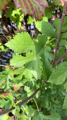 Morus alba