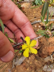 Hibbertia subvaginata