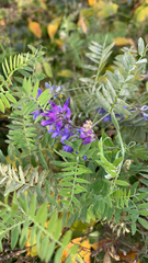 Vicia cracca