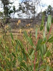 Hibbertia subvaginata