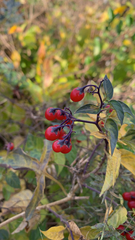 Solanum dulcamara