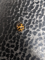 Harmonia axyridis