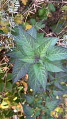Solanum dulcamara