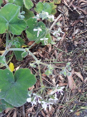 Pelargonium tomentosum
