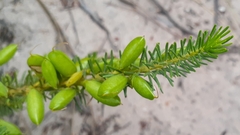 Cyclopia genistoides