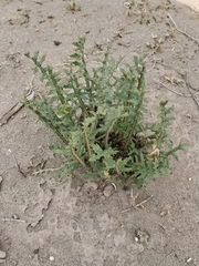 Jaborosa leucotricha