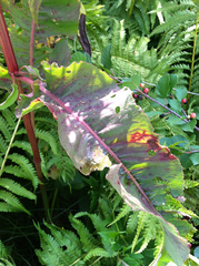 Rumex britannica