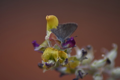 Swainsona canescens
