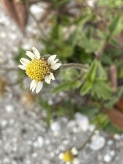 Tridax procumbens image