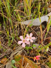Drosera walyunga