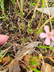 Drosera walyunga