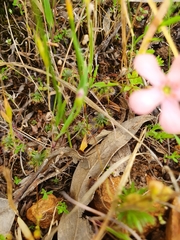 Drosera walyunga