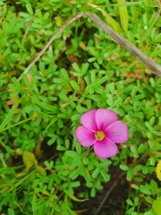 Oxalis glabra
