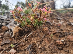 Stylidium recurvum