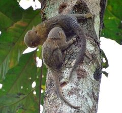 Cebuella niveiventris