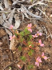 Stylidium recurvum