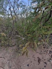 Prosopis alpataco