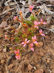 Stylidium recurvum