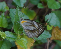 Appias libythea peducaea