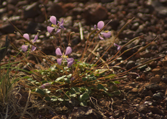 Areocleome oxalidea