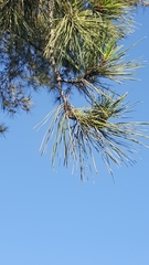 Pinus