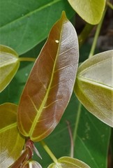 Graphium agamemnon
