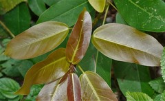 Graphium agamemnon