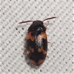 Mycetophagus serrulatus