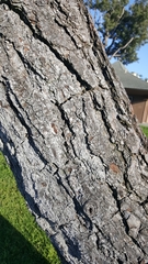 Pinus