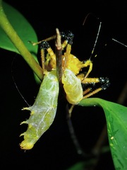 Velinus malayus