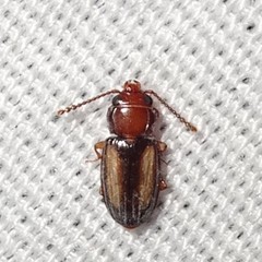 Laemophloeus terminalis