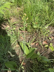 Eriospermum mackenii