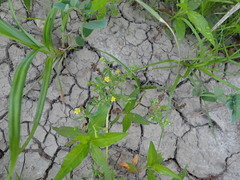Ranunculus laxicaulis