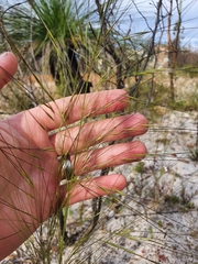 Austrostipa macalpinei