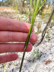 Austrostipa macalpinei