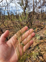 Austrostipa macalpinei